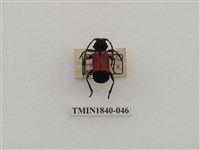 藏品(菲律賓產昆蟲)的圖片